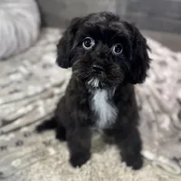 Glitterbug * F1 * Transport Options, a female Cavapoo for sale in Humboldt, NE – Photo 2 of 10