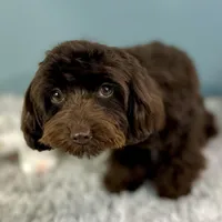 Godiva ~ Teacup 5 lbs ~ Vet-Checked, Microchipped, Current Rabies, a female Cavapoo for sale in Humboldt, NE – 5 of 10