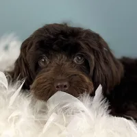 Godiva ~ Teacup 5 lbs ~ Vet-Checked, Microchipped, Current Rabies, a female Cavapoo for sale in Humboldt, NE – 4 of 10