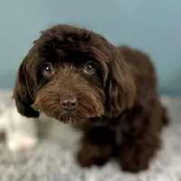 Godiva ~ Teacup 5 lbs ~ Vet-Checked, Microchipped, Current Rabies, a female Cavapoo for sale in Humboldt, NE – 9 of 10