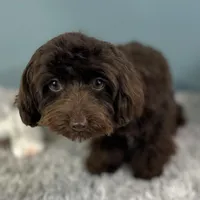 Godiva ~ Teacup 5 lbs ~ Vet-Checked, Microchipped, Current Rabies, a female Cavapoo for sale in Humboldt, NE – 7 of 10