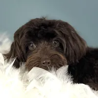 Godiva ~ Teacup 5 lbs ~ Vet-Checked, Microchipped, Current Rabies, a female Cavapoo for sale in Humboldt, NE – 2 of 10