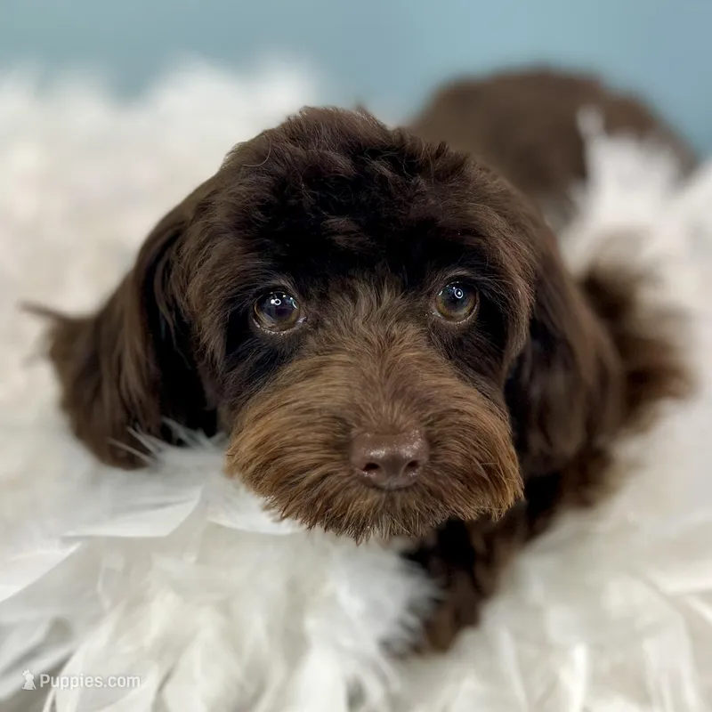 Godiva ~ Teacup 5 lbs ~ Vet-Checked, Microchipped, Current Rabies – Cavapoo puppy for sale in Humboldt, NE