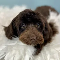 Godiva ~ Teacup 5 lbs ~ Vet-Checked, Microchipped, Current Rabies, a female Cavapoo for sale in Humboldt, NE – 1 of 10