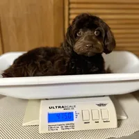 Godiva ~ Teacup 5 lbs ~ Vet-Checked, Microchipped, Current Rabies, a female Cavapoo for sale in Humboldt, NE – 10 of 10