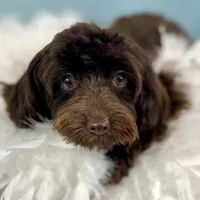 Godiva ~ Teacup 5 lbs ~ Vet-Checked, Microchipped, Current Rabies, a female Cavapoo for sale in Humboldt, NE – 8 of 10