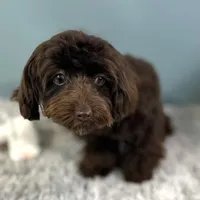 Godiva ~ Teacup 5 lbs ~ Vet-Checked, Microchipped, Current Rabies, a female Cavapoo for sale in Humboldt, NE – 6 of 10