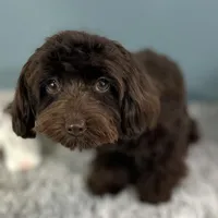 Godiva ~ Teacup 5 lbs ~ Vet-Checked, Microchipped, Current Rabies, a female Cavapoo for sale in Humboldt, NE – 3 of 10