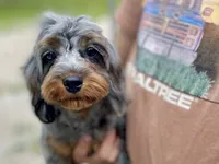 Sage, a male Cavapoo for sale in Humboldt, NE – 3 of 6