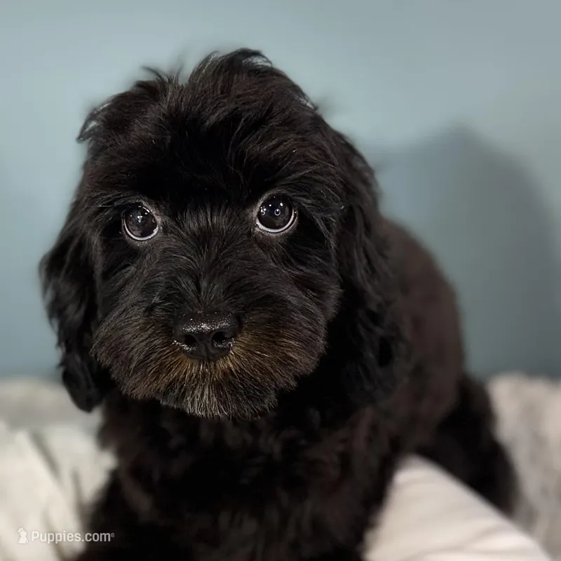 Tanya – Cavapoo puppy for sale in Humboldt, NE