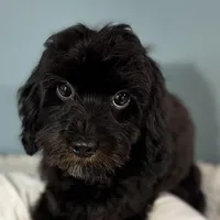 Tanya, a female Cavapoo for sale in Humboldt, NE – Photo 5 of 10