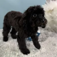 Tanya, a female Cavapoo for sale in Humboldt, NE – Photo 3 of 10