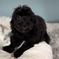 Tanya, a female Cavapoo for sale in Humboldt, NE – Photo 7 of 10