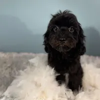 Tanya, a female Cavapoo for sale in Humboldt, NE – Photo 10 of 10