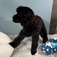 Tanya, a female Cavapoo for sale in Humboldt, NE – Photo 8 of 10