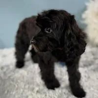 Tanya, a female Cavapoo for sale in Humboldt, NE – Photo 4 of 10