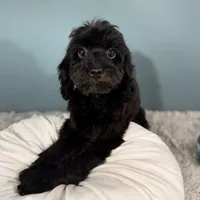 Tanya, a female Cavapoo for sale in Humboldt, NE – Photo 9 of 10
