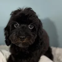 Tanya, a female Cavapoo for sale in Humboldt, NE – Photo 6 of 10