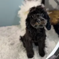 Tanya, a female Cavapoo for sale in Humboldt, NE – Photo 2 of 10