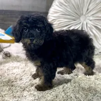 Cumin * F1b * Hypoallergenic, a male Cavapoo for sale in Humboldt, NE – Photo 8 of 10