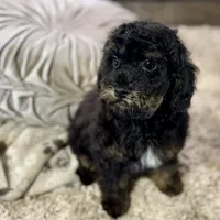 Cumin * F1b * Hypoallergenic, a male Cavapoo for sale in Humboldt, NE – Photo 4 of 10