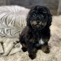 Cumin * F1b * Hypoallergenic, a male Cavapoo for sale in Humboldt, NE – Photo 7 of 10