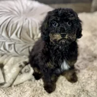 Cumin * F1b * Hypoallergenic, a male Cavapoo for sale in Humboldt, NE – Photo 9 of 10