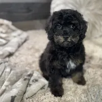 Cumin * F1b * Hypoallergenic, a male Cavapoo for sale in Humboldt, NE – Photo 1 of 10