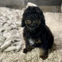 Cumin * F1b * Hypoallergenic, a male Cavapoo for sale in Humboldt, NE – Photo 6 of 10