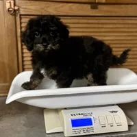 Cumin * F1b * Hypoallergenic, a male Cavapoo for sale in Humboldt, NE – Photo 10 of 10
