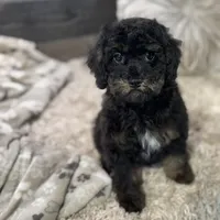 Cumin * F1b * Hypoallergenic, a male Cavapoo for sale in Humboldt, NE – Photo 5 of 10