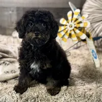 Cumin * F1b * Hypoallergenic, a male Cavapoo for sale in Humboldt, NE – Photo 2 of 10