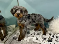 Sage, a male Cavapoo for sale in Humboldt, NE – 2 of 6