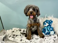 Sage, a male Cavapoo for sale in Humboldt, NE – 5 of 6