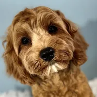 Hank, a male Cavapoo for sale in Humboldt, NE – Photo 2 of 10