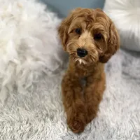 Hank, a male Cavapoo for sale in Humboldt, NE – Photo 6 of 10