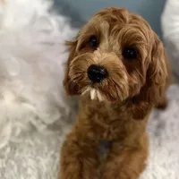 Hank, a male Cavapoo for sale in Humboldt, NE – Photo 3 of 10