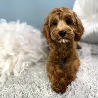 Hank, a male Cavapoo for sale in Humboldt, NE – Photo 8 of 10