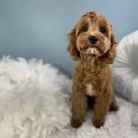 Hank, a male Cavapoo for sale in Humboldt, NE – Photo 9 of 10