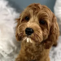 Hank, a male Cavapoo for sale in Humboldt, NE – Photo 5 of 10