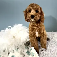 Hank, a male Cavapoo for sale in Humboldt, NE – Photo 7 of 10