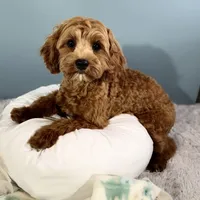 Hank, a male Cavapoo for sale in Humboldt, NE – Photo 10 of 10