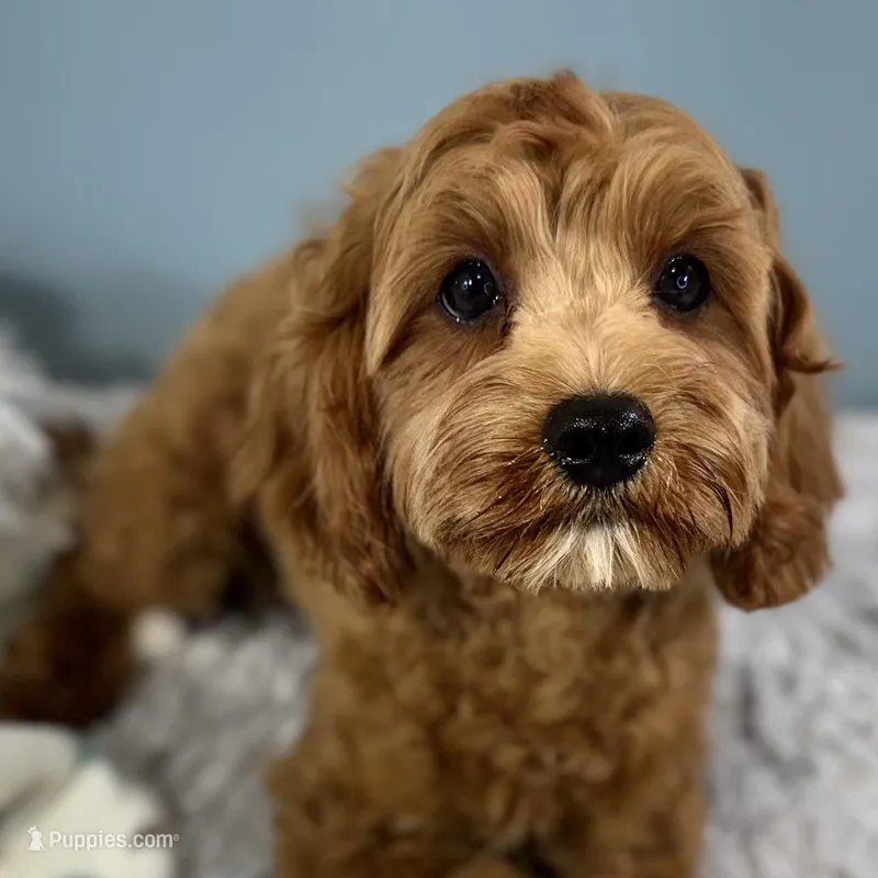 Hank – Cavapoo puppy on hold in Humboldt, NE