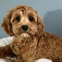Hank, a male Cavapoo for sale in Humboldt, NE – Photo 4 of 10
