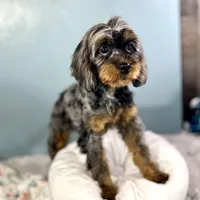 Petunia ~ Vet Checked, Microchipped, Current Rabies, a female Cavapoo for sale in Humboldt, NE – 6 of 10