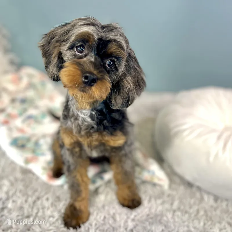 Petunia ~ Vet Checked, Microchipped, Current Rabies – Cavapoo puppy on hold in Humboldt, NE
