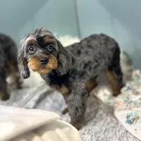 Petunia ~ Vet Checked, Microchipped, Current Rabies, a female Cavapoo for sale in Humboldt, NE – 10 of 10