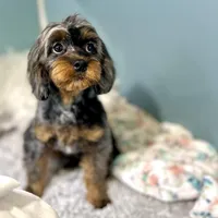 Petunia ~ Vet Checked, Microchipped, Current Rabies, a female Cavapoo for sale in Humboldt, NE – 3 of 10
