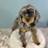 Petunia ~ Vet Checked, Microchipped, Current Rabies, a female Cavapoo for sale in Humboldt, NE – 8 of 10