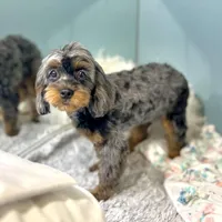 Petunia ~ Vet Checked, Microchipped, Current Rabies, a female Cavapoo for sale in Humboldt, NE – 2 of 10